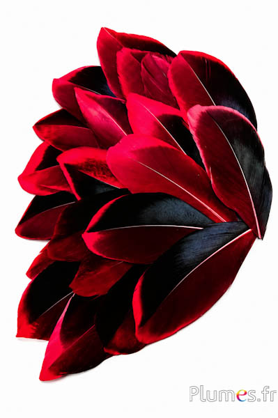 Blütenblätter aus Federn - 5-8 cm x 3-4 cm - karminrot-schwarz